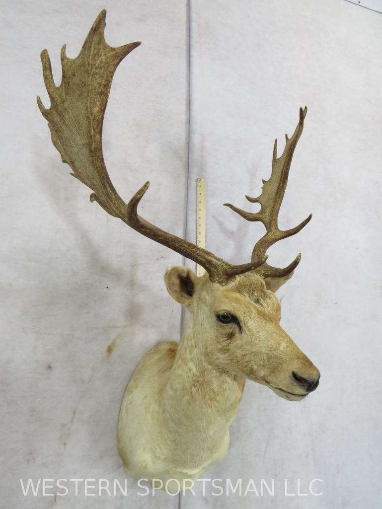 White Fallow Deer Sh Mt  TAXIDERMY (1 of 5)