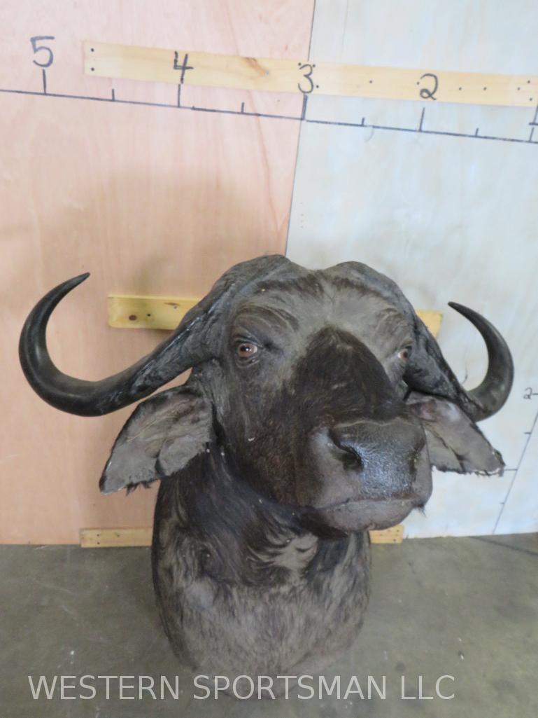 Cape Buffalo Sh Mt  TAXIDERMY (1 of 4)
