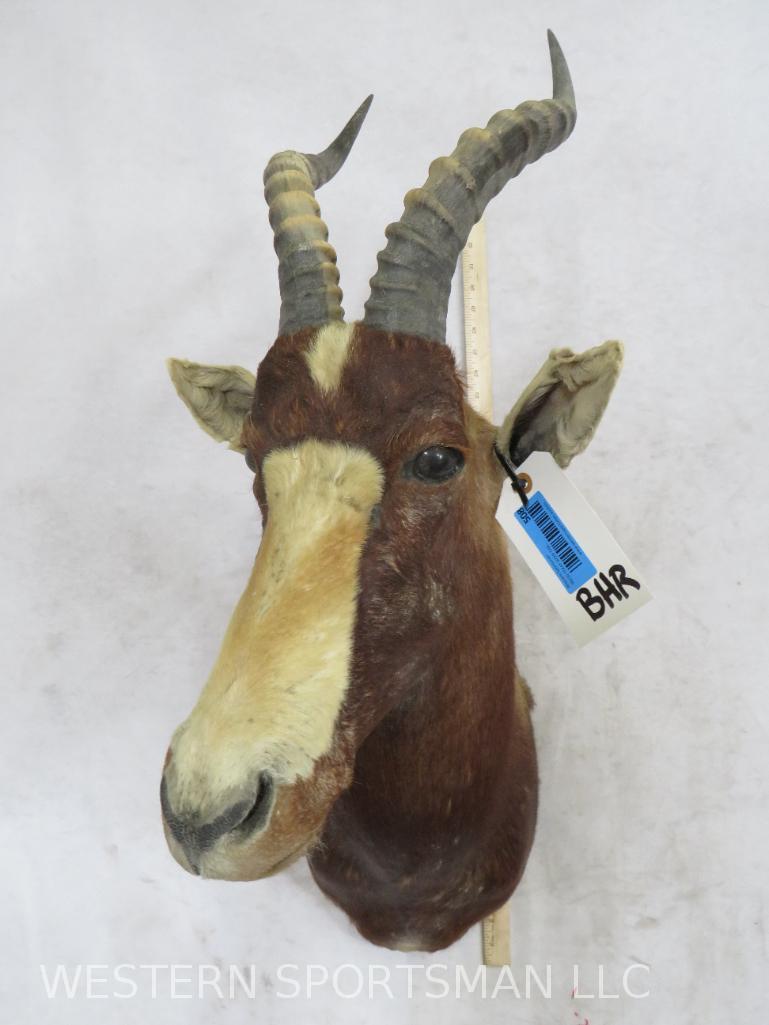 Blesbok Sh Mt  TAXIDERMY (1 of 4)