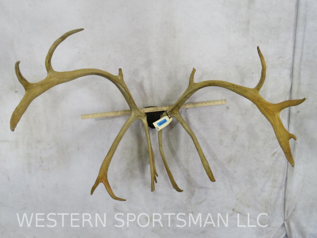 Mounted  Caribou Rack  TAXIDERMY (1 of 3)