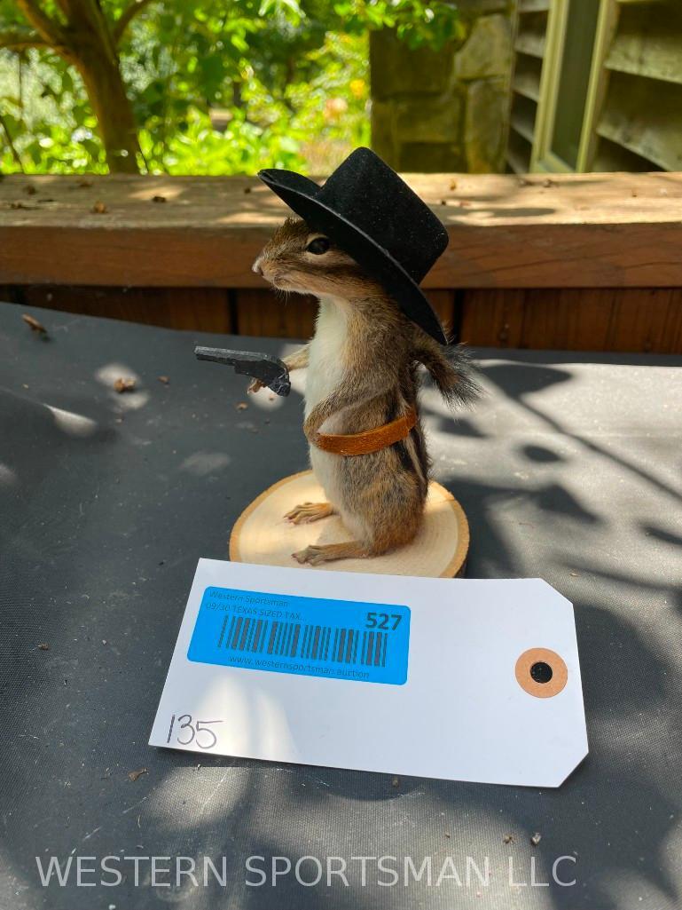 New Cow Boy Chipmunk on wood base.. 6 inches tall, base is 3 1/2 x 3 1/2 inches . Great Taxidermy (1 of 3)