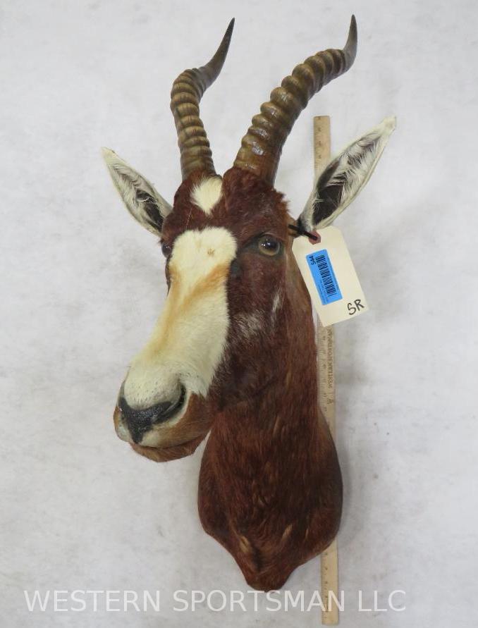 Blesbok Sh Mt  TAXIDERMY (1 of 4)