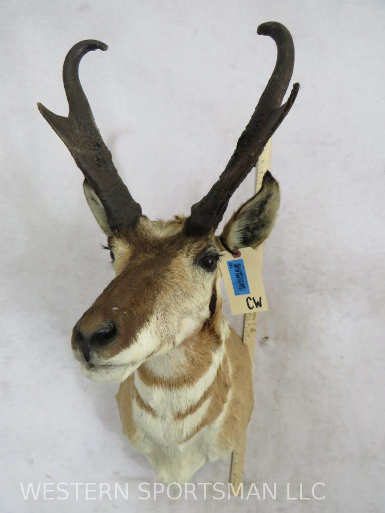 Pronghorn Sh Mt  TAXIDERMY (1 of 3)