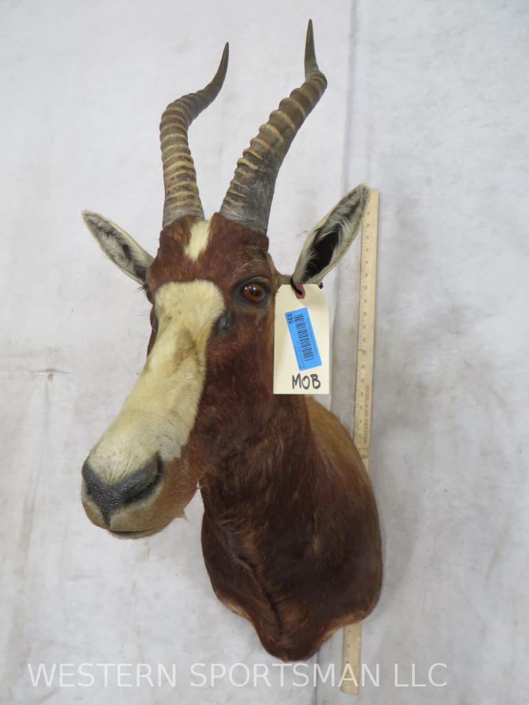 Blesbok Sh Mt  TAXIDERMY (1 of 4)
