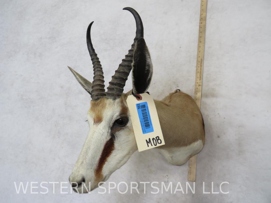 Springbok Sh Mt  TAXIDERMY (1 of 4)