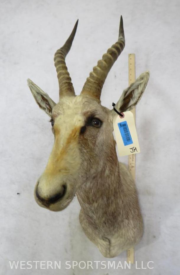 White Blesbok Sh Mt  TAXIDERMY (1 of 4)