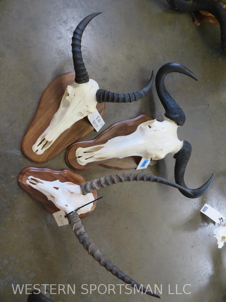 Tsessebe, Lechwe & Wildebeest skulls on Plaques (3x$) TAXIDERMY: TAXIDERMY