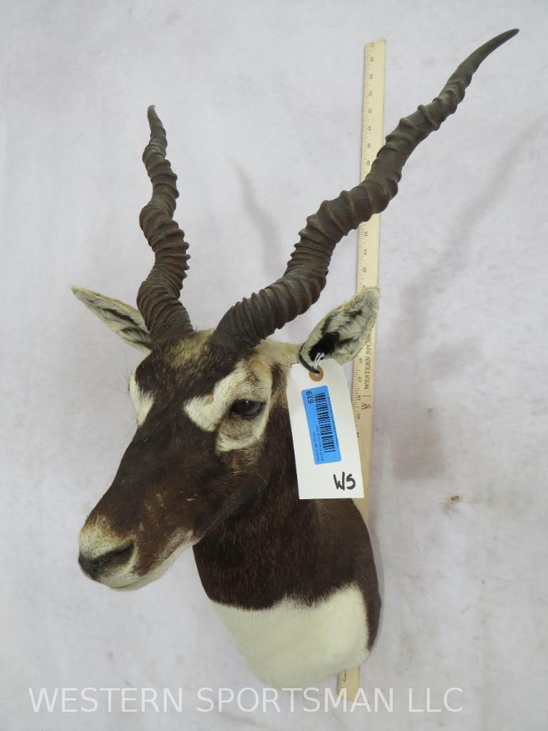 Blackbuck Sh Mt  TAXIDERMY (1 of 4)