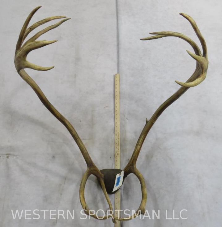 Mounted Caribou Rack  TAXIDERMY (1 of 5)