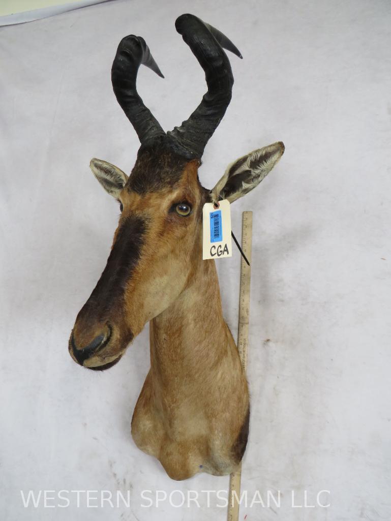 Hartebeest Sh Mt  TAXIDERMY (1 of 4)