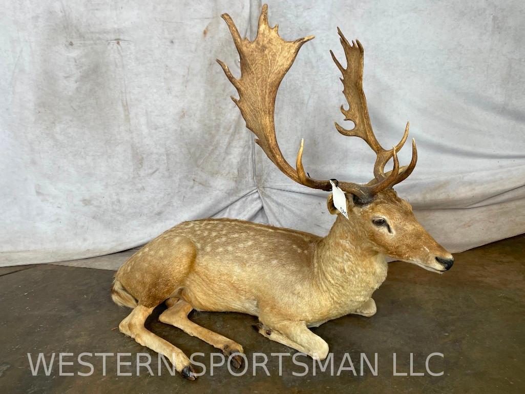 Lifesize Laying Fallow Deer  TAXIDERMY (1 of 5)