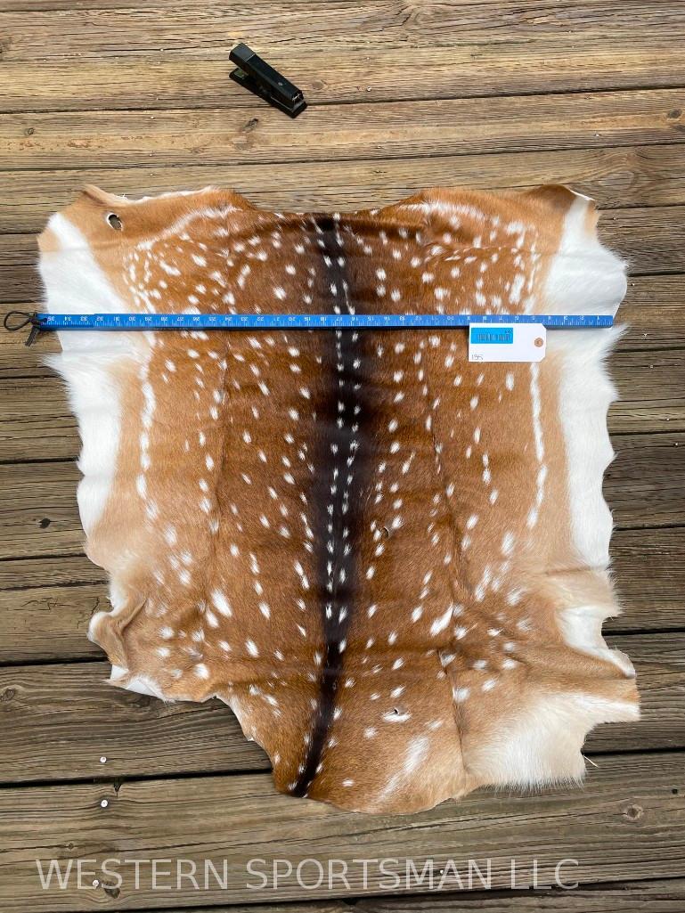 Awesome New tanned Axis Deer hide, BEAUTIFUL COLORS, 38 inches long x 34 inches wide.. Great Taxider (1 of 4)