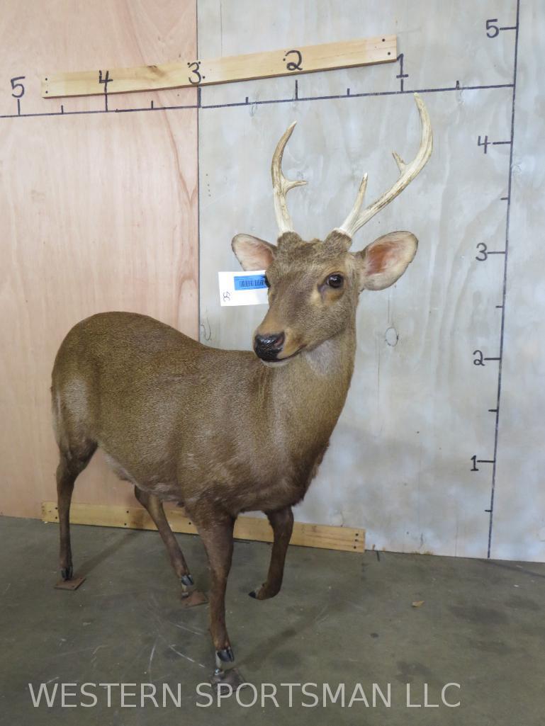 Lifesize Hog Deer no Base  TAXIDERMY (1 of 3)