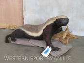 Super Rare Lifesize Honey Badger  TAXIDERMY