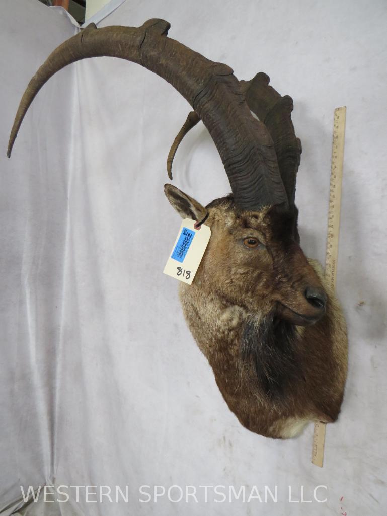 Ibex Sh Mt TAXIDERMY: TAXIDERMY