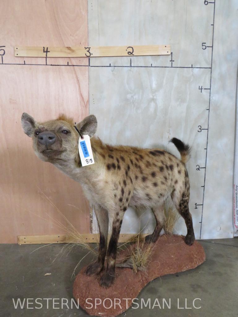 Lifesize Hyena on Base  TAXIDERMY (1 of 4)