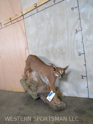 Lifesize Caracal Cat On Wall Base Taxidermy