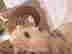 item-136663205=4
