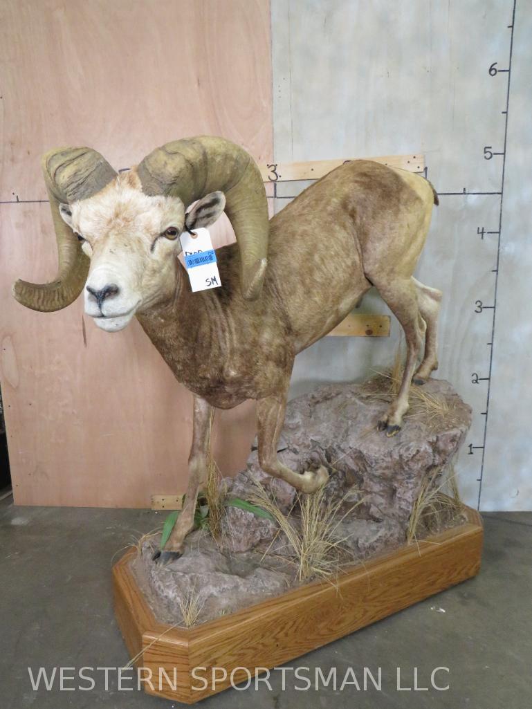 Lifesize Desert Sheep on Base  TAXIDERMY (1 of 5)
