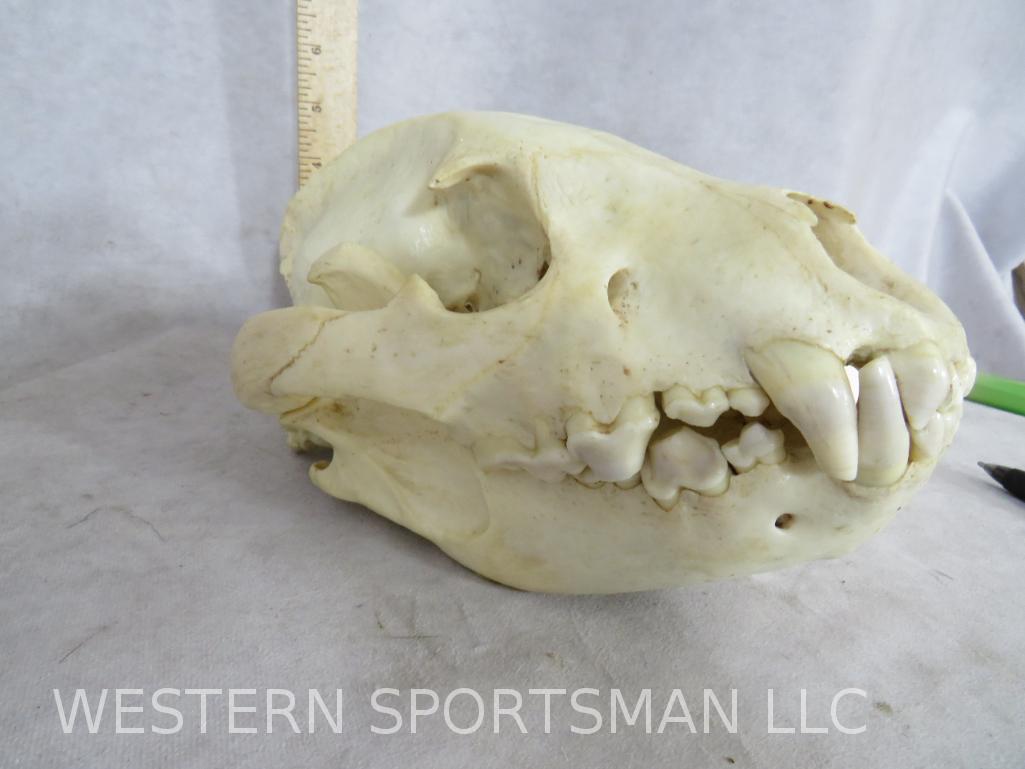 Complete Hyena Skull  TAXIDERMY ODDITY (1 of 6)