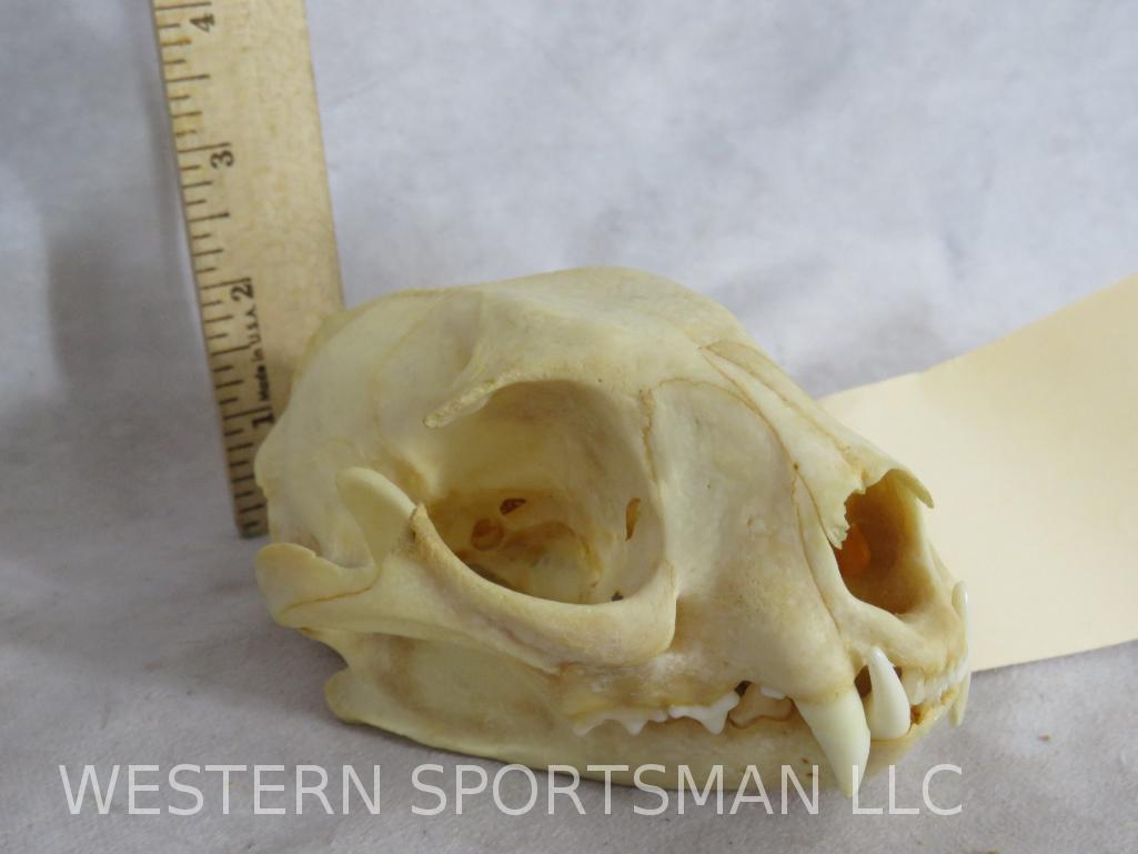 Complete Serval Cat Skull TAXIDERMY: TAXIDERMY