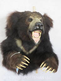 RARE Sloth Bear #3 SCI in the World  TAXIDERMY