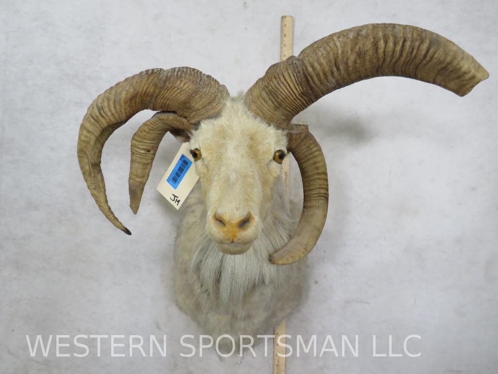 Freak Jacobâ€™s 4 Horn Sheep Sh Mt  TAXIDERMY (1 of 5)