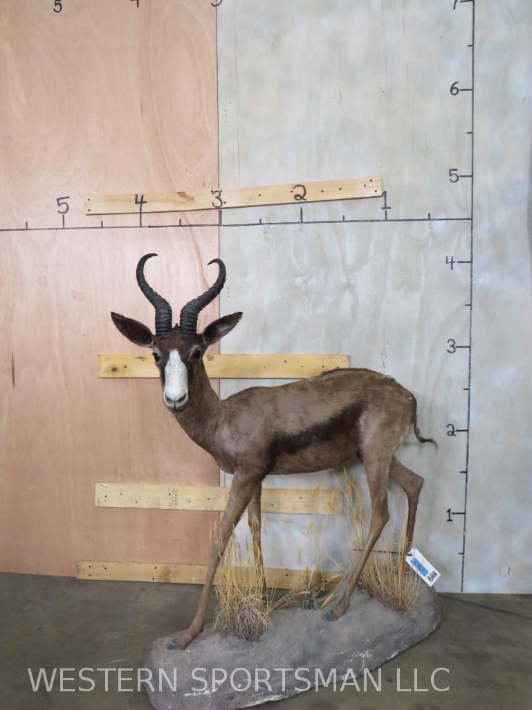 Lifesize Chocolate Springbok on Base: TAXIDERMY