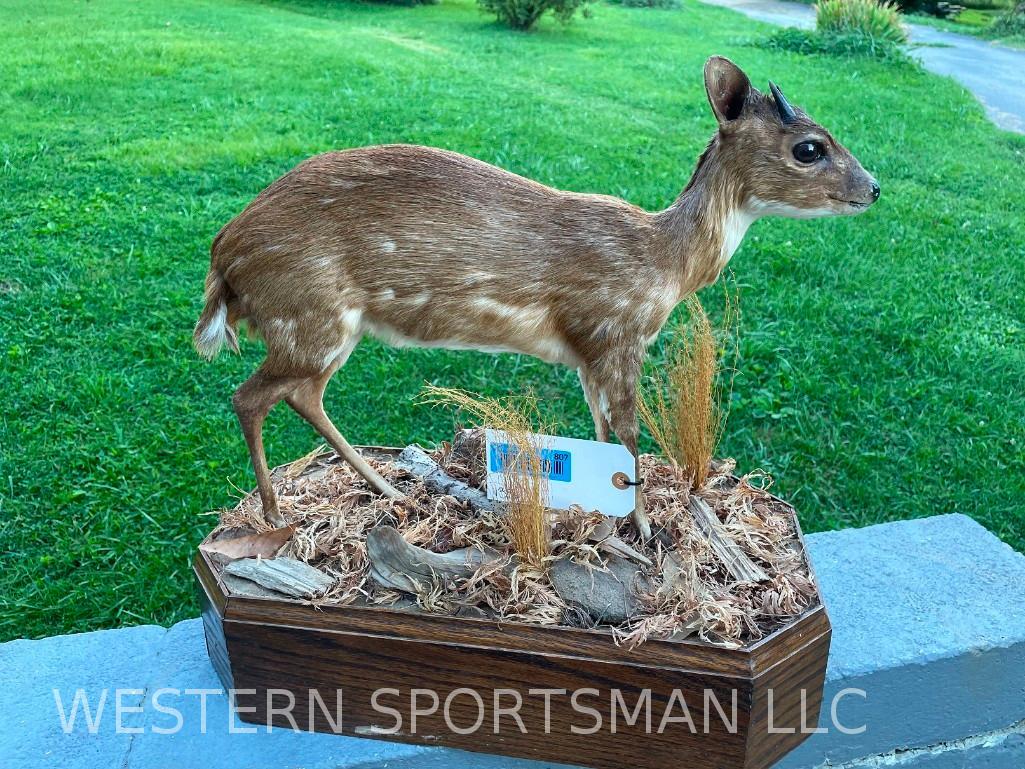 SUPER RARE Royal Antelope Life-size mount... 18 1/2 x 10 inch base, 16 1/2 inches tall on base, horn (1 of 6)