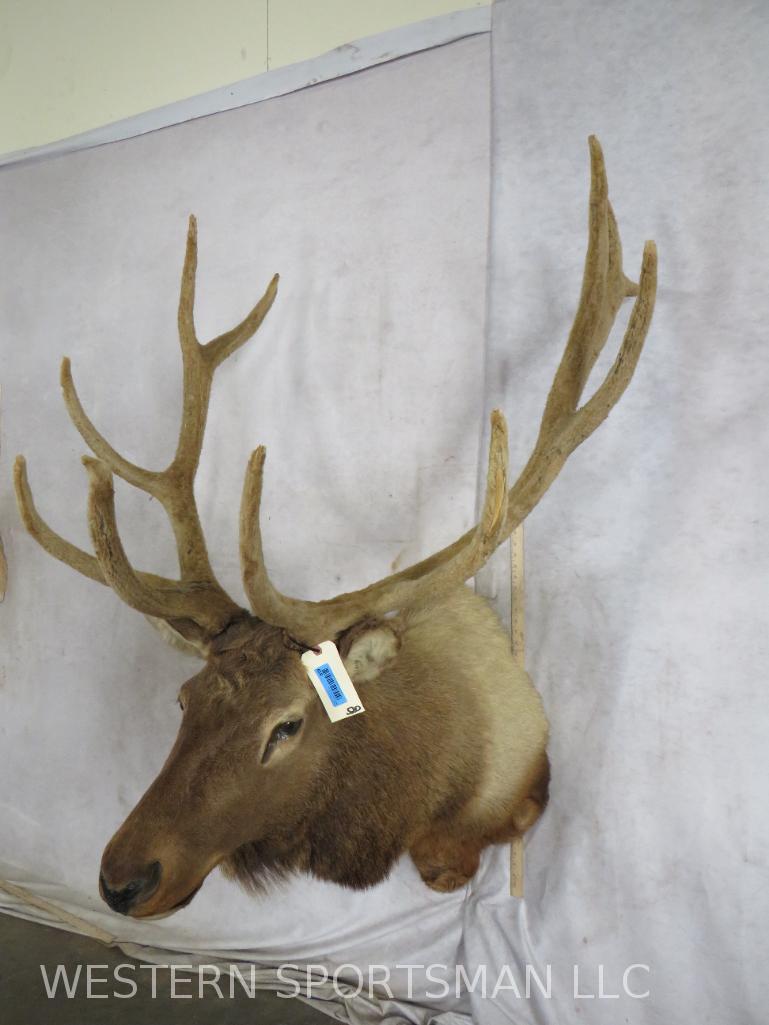 ELK SH MT W/VELVET ANTLERS  TAXIDERMY (1 of 6)