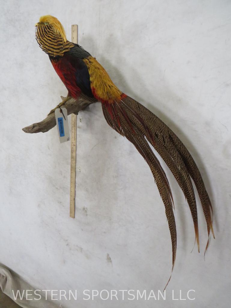 Golden Pheasant on Perch  TAXIDERMY (1 of 3)