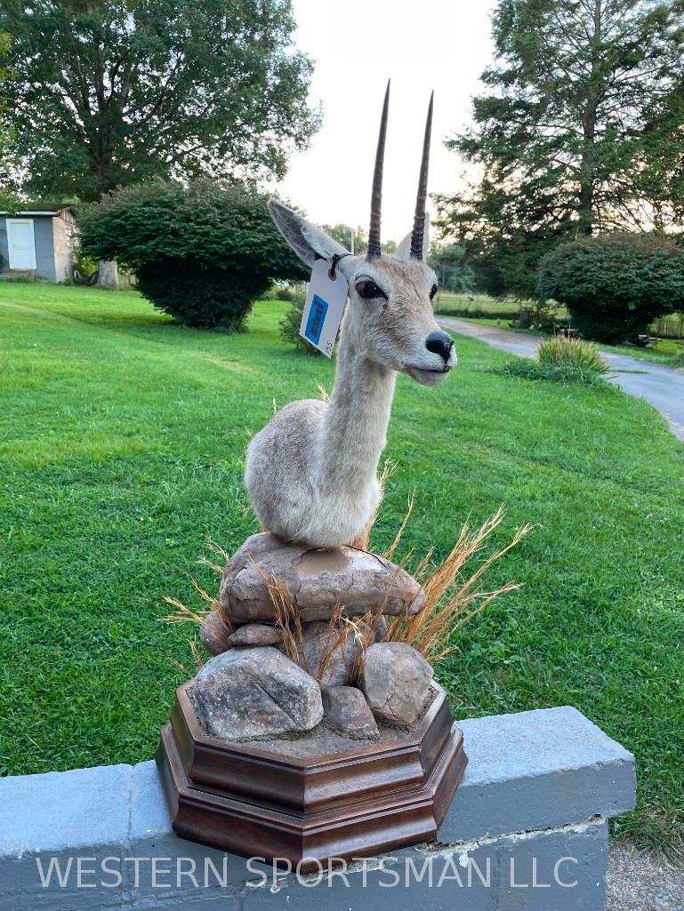Beautiful Vhal Rhebok Pedestal mount with decorative base, big Horns 7 1/2 inches long 37 1/2 inches (1 of 4)