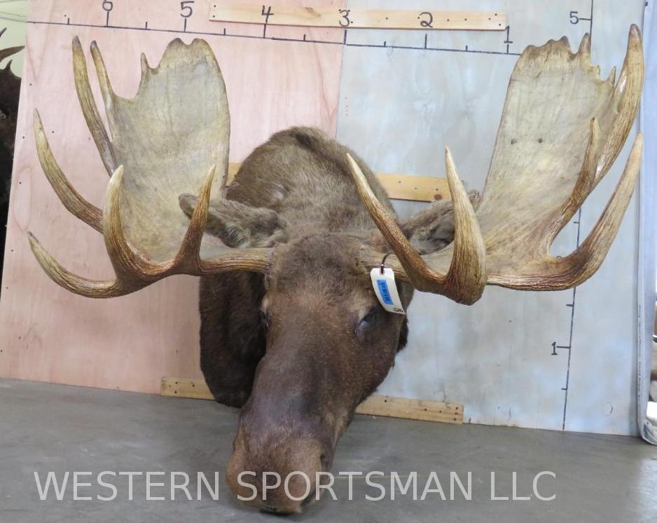 XL Moose Sh Mt  TAXIDERMY (1 of 7)