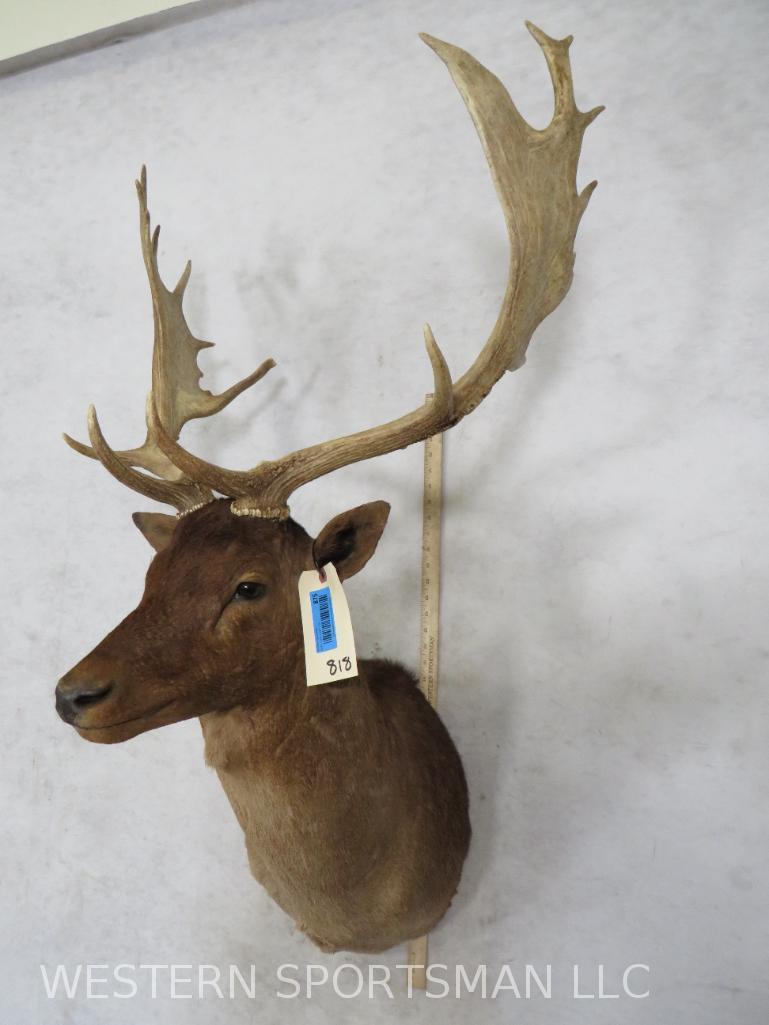 Chocolate Fallow Sh Mt  TAXIDERMY (1 of 5)