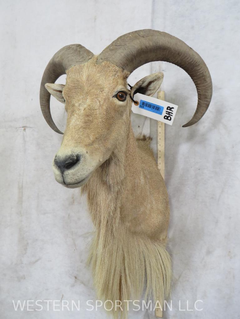 Aoudad Sh Mt  TAXIDERMY (1 of 4)