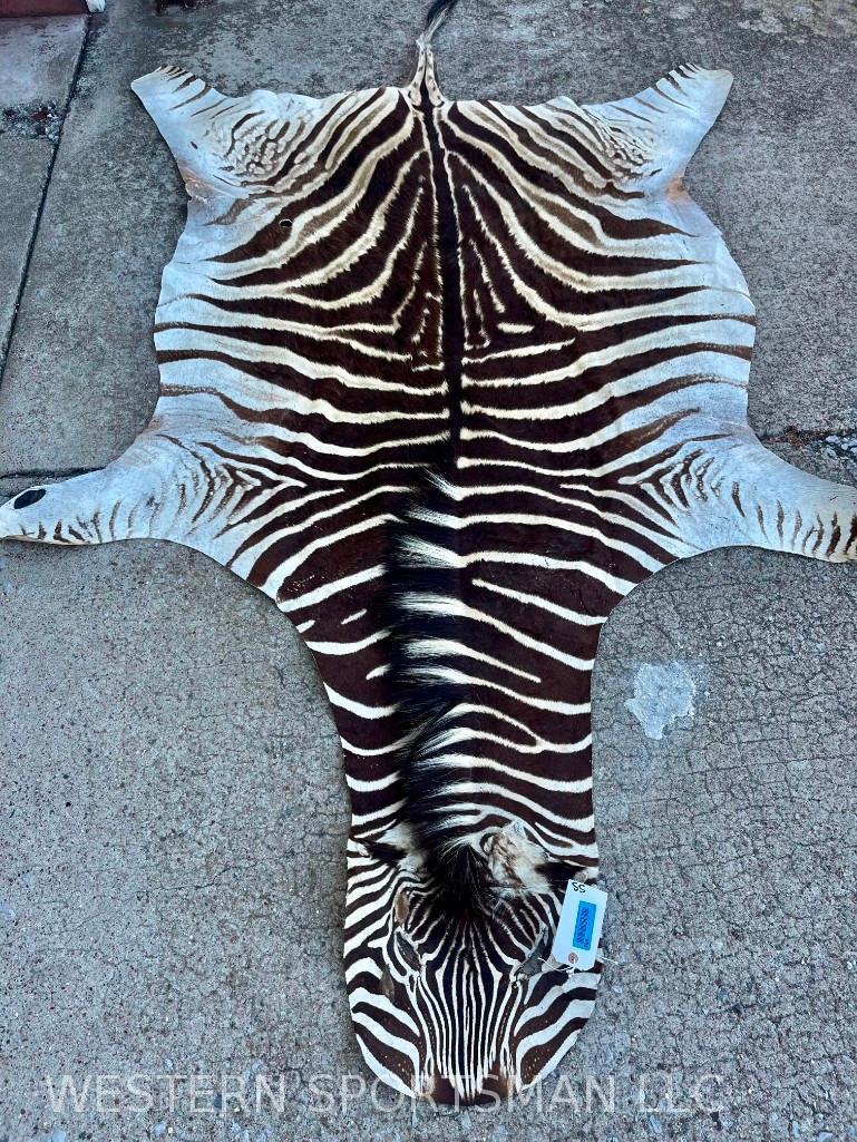 Nice Zebra hide: TAXIDERMY