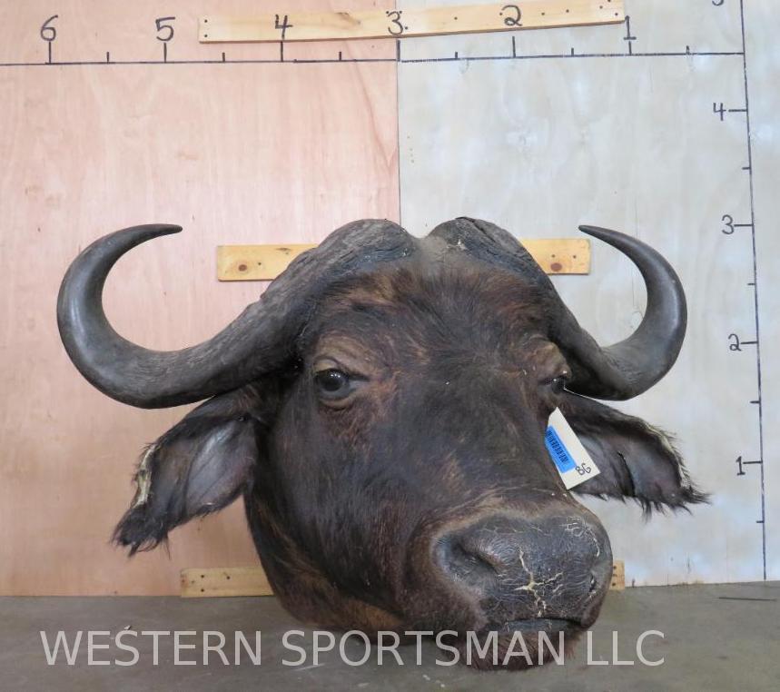 Cape Buffalo Sh Mt  TAXIDERMY (1 of 4)