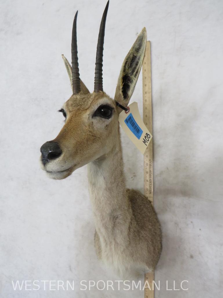Val Reedbuck Sh Mt TAXIDERMY: TAXIDERMY