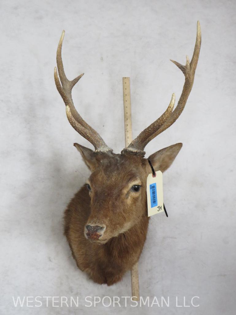 Sika Deer Sh Mt TAXIDERMY: TAXIDERMY