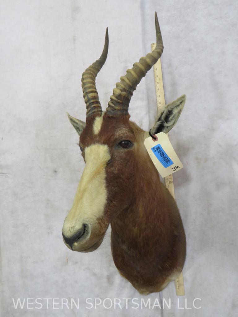 Blesbok Sh Mt  TAXIDERMY (1 of 4)