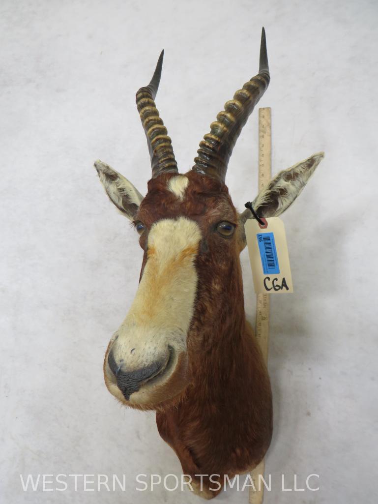 Blesbok Sh Mt  TAXIDERMY (1 of 4)