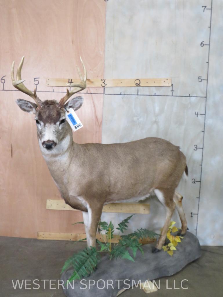 Lifesize Blacktail Deer on Base (1 of 3)