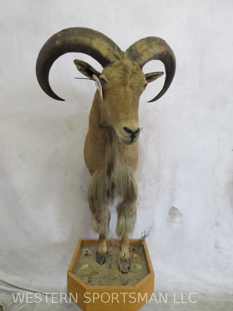 1/2 Body Aoudad Sheep TAXIDERMY (1 of 6)