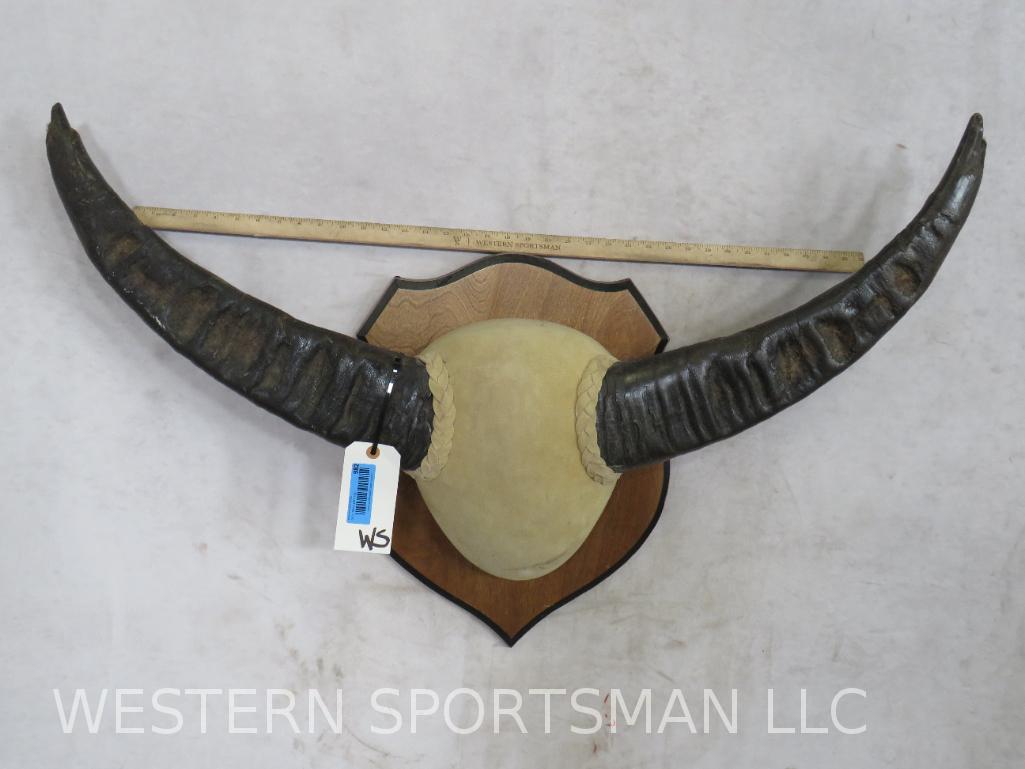 Water Buffalo Horns on Plaque (1 of 3)
