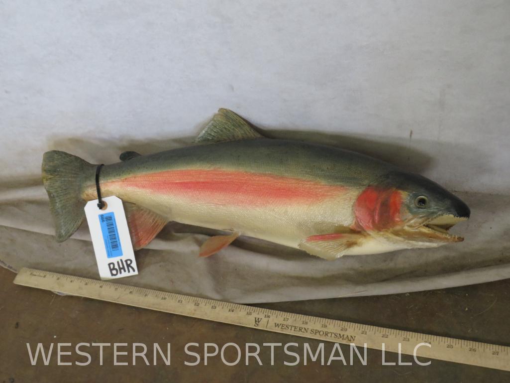 Lifesize Rainbow Trout: TAXIDERMY