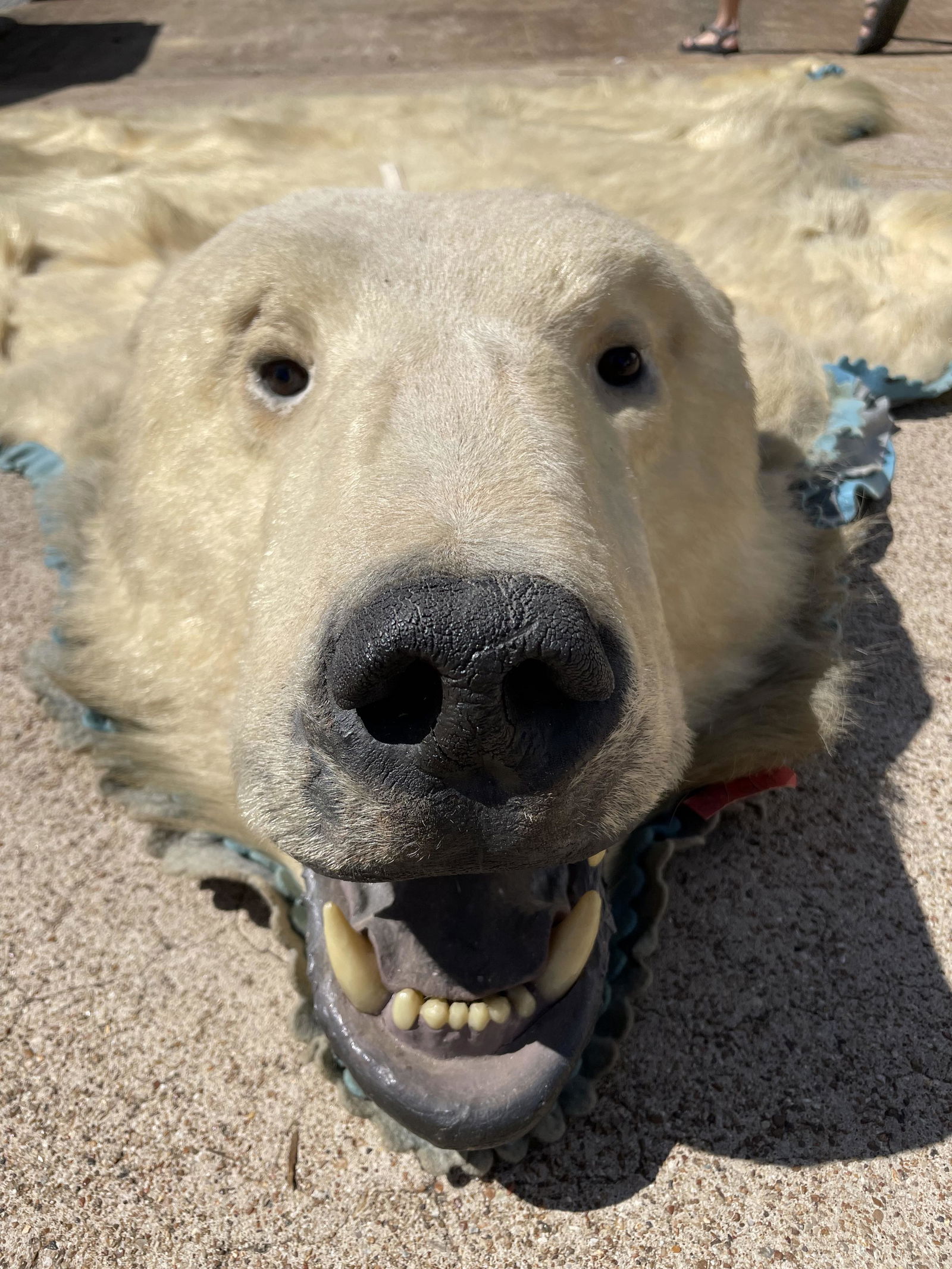Rare ! Polar Bear rug. This is a large hide and rug. rug. Needs touch up but a priceless treasure in (1 of 11)