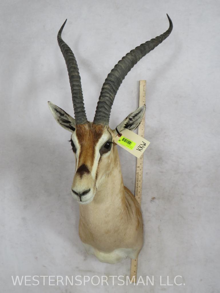 Really Nice Peter's Gazelle Sh Mt  TAXIDERMY (1 of 4)