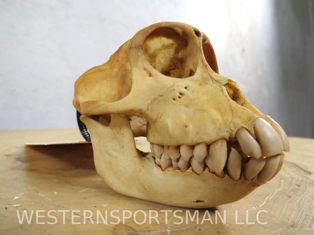 Monkey Skull W/Cranium Removed for Eating Brain  TAXIDERMY (1 of 5)