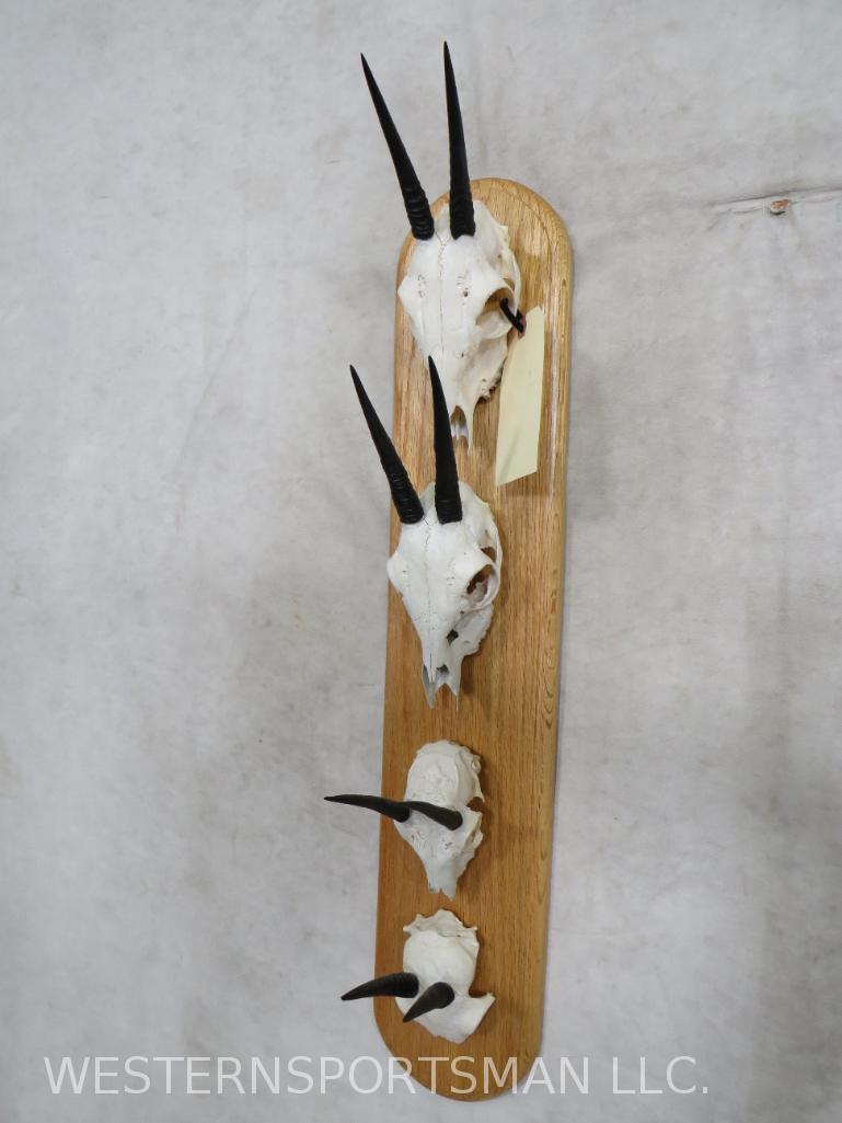 4 DUIKER PLAQUE  TAXIDERMY (1 of 3)