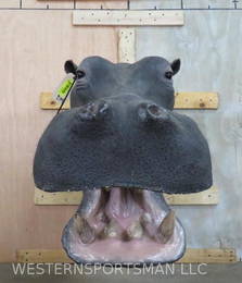 HIPPO SH MT REAL SKIN & REPRO TEETH TAXIDERMY